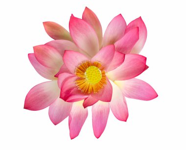 En iyi görünüm güzel pembe lotus çiçeği beyaz arka plan üzerinde izole.