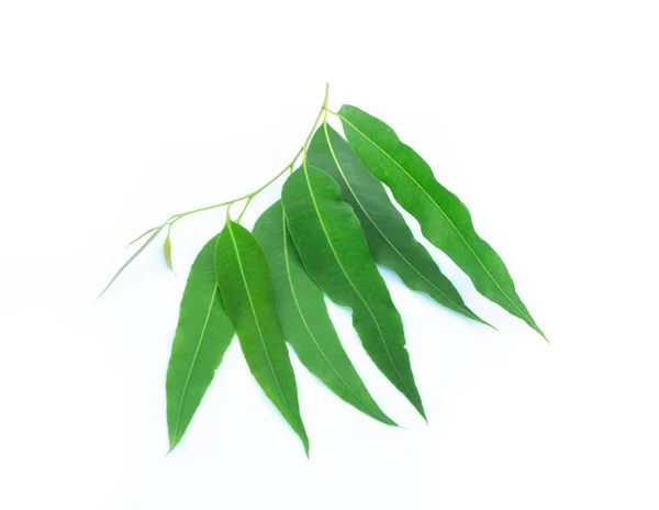 Eukalyptusblätter Isoliert Auf Weißem Hintergrund — Stockfoto