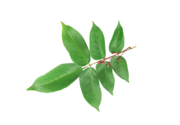 Star elma izole üzerinde beyaz arka plan ayrılmak