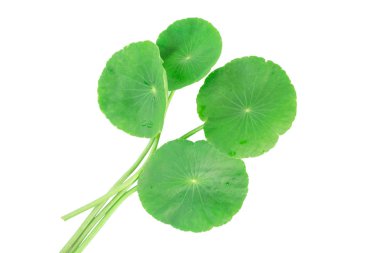 GotU kola, Asya pennywort, Asya yaprak beyaz arka plan üzerinde izole.