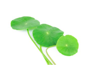 Gotu kola, Asya pennywort, beyaz arka plan üzerinde izole Asya yaprak yaprak.