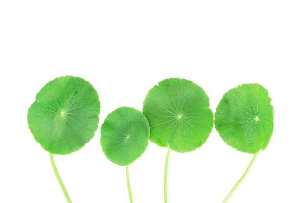 Nahaufnahme Gotu Kola Asiatisches Wimpelkraut Asiatisches Blatt Isoliert Auf Weißem — Stockfoto