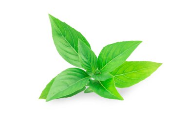 Beyaz arka plan üzerinde izole Reyhan.