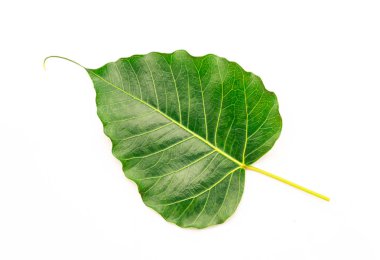 Bo kalp üzerinde izole beyaz arka plan şeklinde yaprakları.