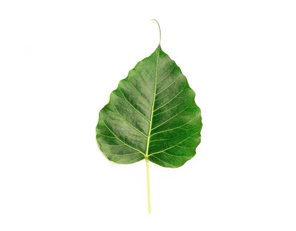 Blättert Herzförmig Isoliert Auf Weißem Hintergrund — Stockfoto