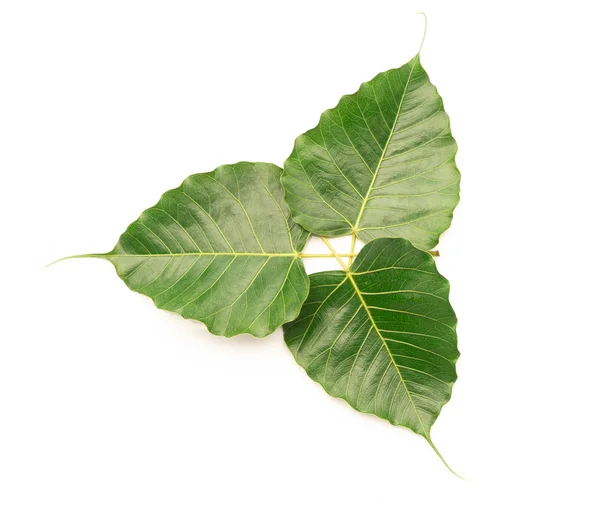 Blättert Herzförmig Auf Weißem Hintergrund — Stockfoto