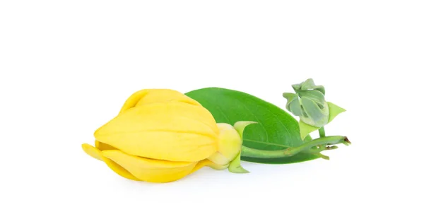 依兰花 白色背景上的黄色香花 — 图库照片