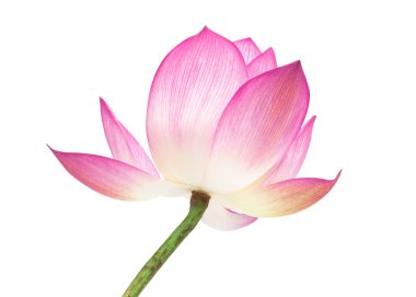 Beyaz arka plan üzerinde izole güzel pembe lotus.