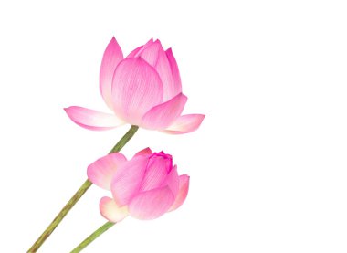 Beyaz arka plan üzerinde izole Closeup lotus çiçeği.