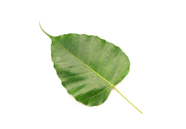Blättert Herzförmig Auf Weißem Hintergrund — Stockfoto