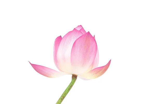 Beyaz arka plan üzerinde izole Closeup lotus çiçeği