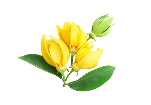Closeup Ylang-Ylang çiçek, beyaz zemin üzerine sarı kokulu çiçek.
