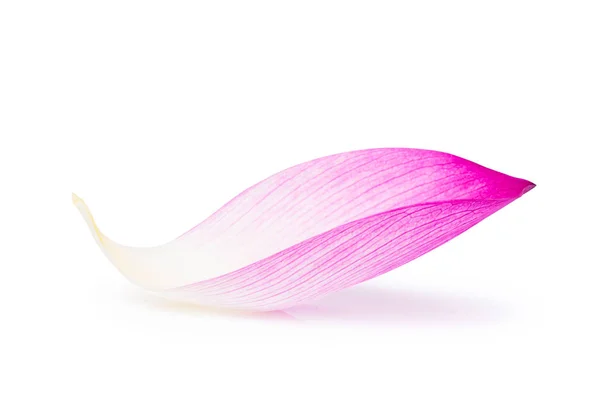 Lotus yaprağı solated beyaz arka plan, kırpma yolu üzerinde pembe