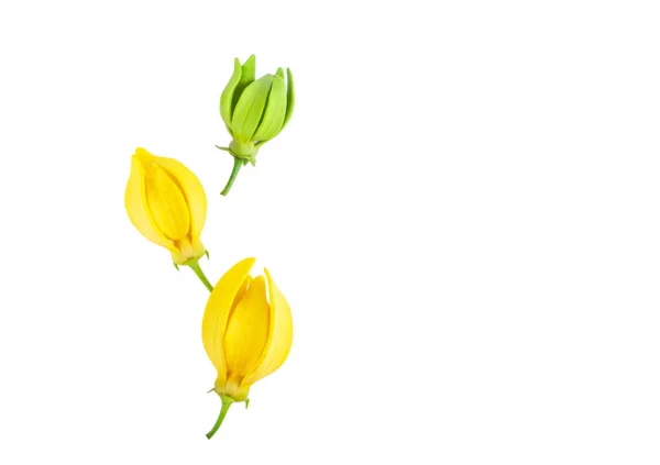 顶部视图依兰 依兰花 白色背景的黄色芬芳的花朵 — 图库照片