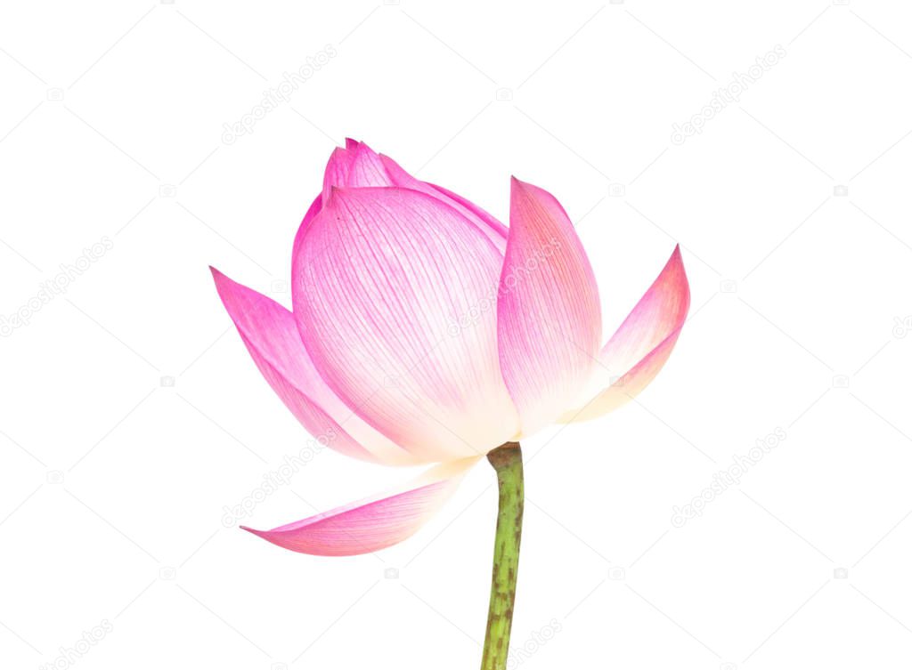 Lotus flower isolated on white backgroun