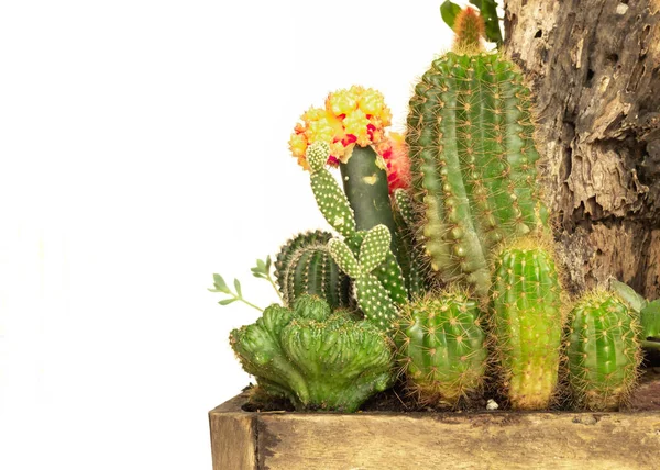 Cactus Isolated White Backgroun — Stock Photo, Image