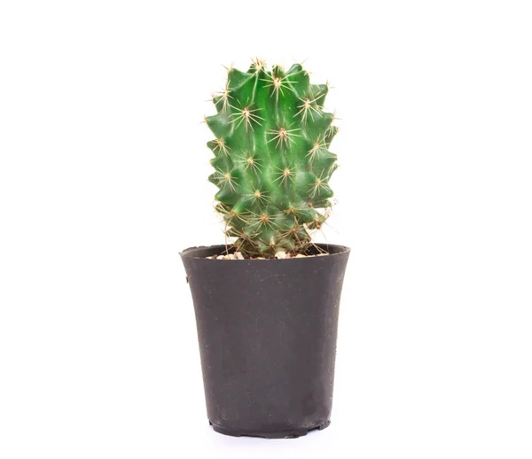 Closeup Cactus Isolated White Background — Stock Photo, Image