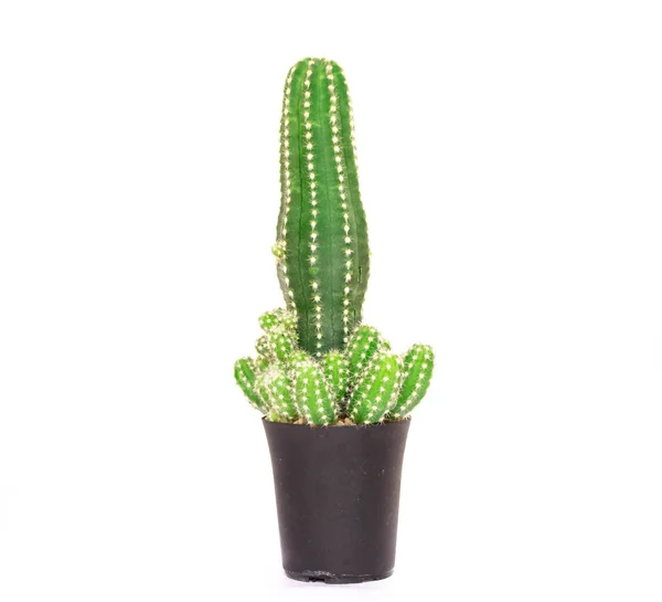 Closeup Mini Cactus Isolated White Background — Stock Photo, Image