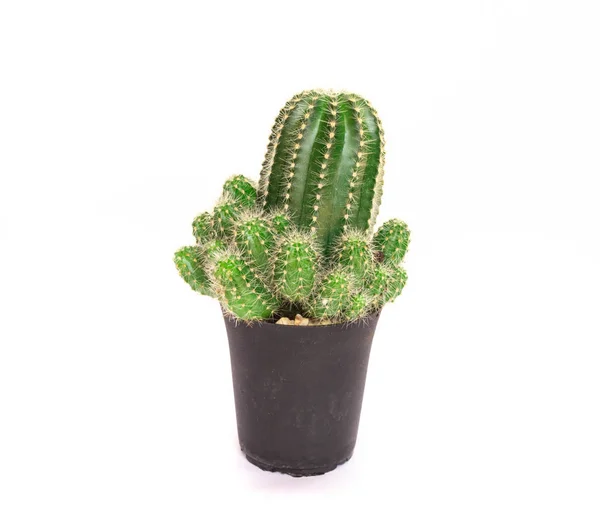 Primer Plano Mini Cactus Aislado Sobre Fondo Blanco —  Fotos de Stock