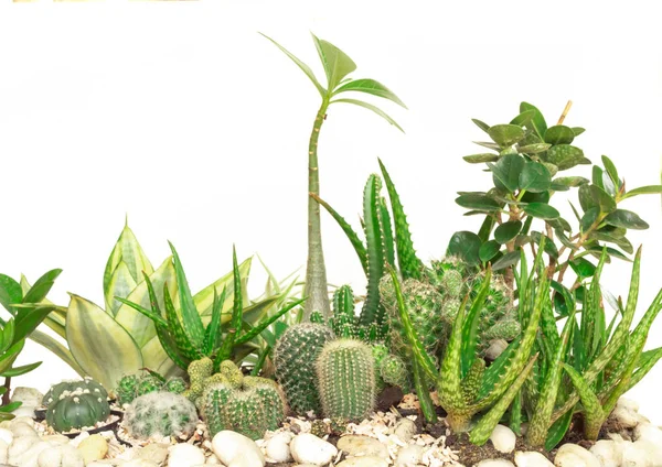 Collezione Cactus Isolato Sfondo Bianco — Foto Stock