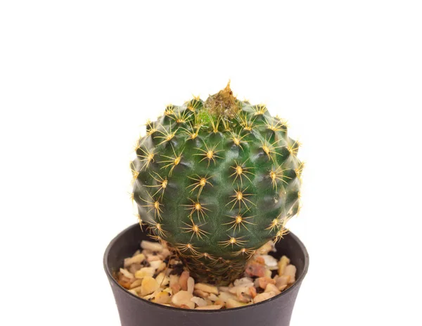 Mini Cactus Geïsoleerd Witte Achtergrond — Stockfoto