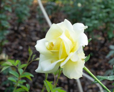 Bir bahçe içinde güzel Sarı Gül çiçek