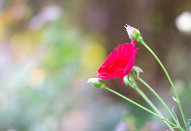 Bahçede kırmızı gül