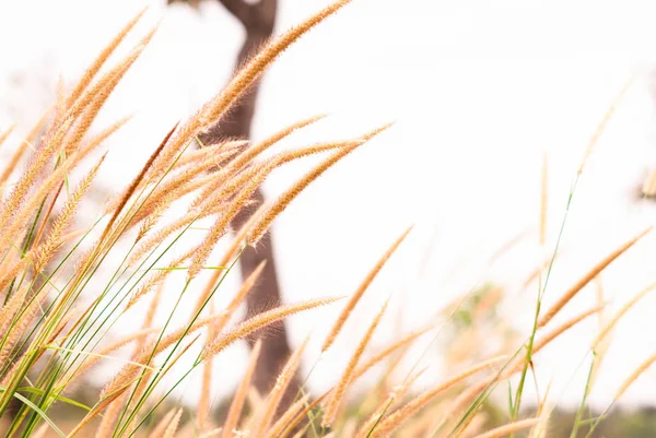 Beautiful silhouette of grass flower on sunset background  Selective focus.