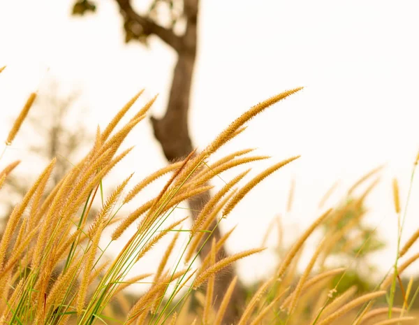 Beautiful silhouette of grass flower on sunset background. Selective focus.
