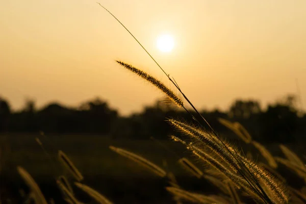 Beautiful silhouette of grass flower on sunset background. Selective focus.