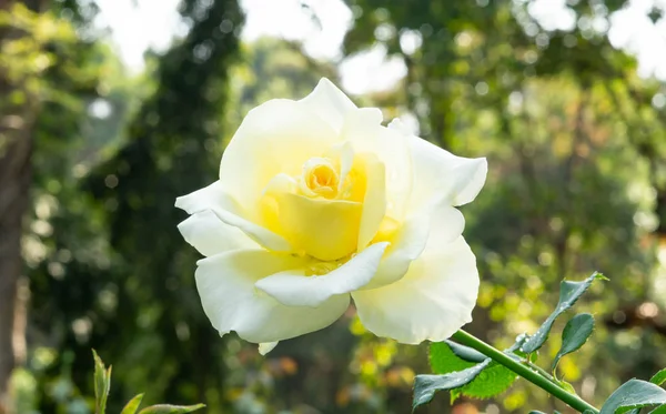 Bir bahçe içinde güzel Sarı Gül çiçek