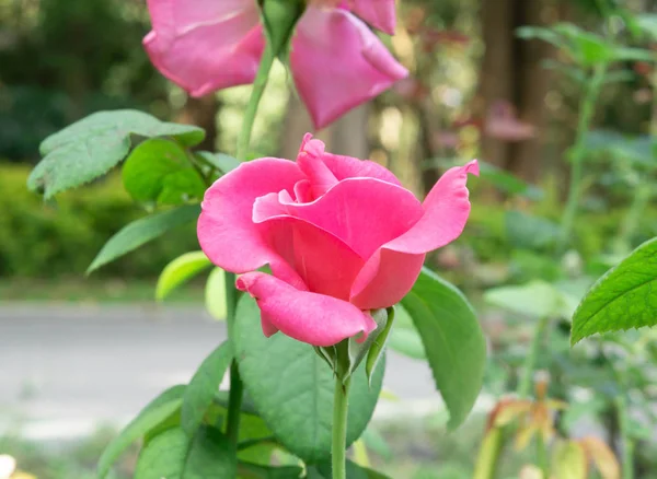 Розовая Роза Цветет Саду — стоковое фото