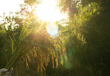 Yakın çekim çeltik pirinç alan. bulanıklık