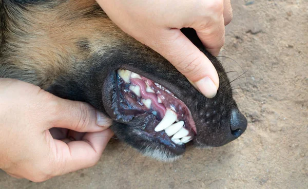 Dog mouth with white teeth