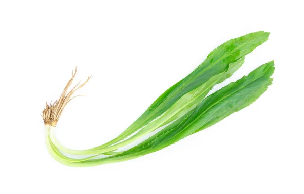 Beyaz arka plan üzerinde Tay testere dişi kişniş.