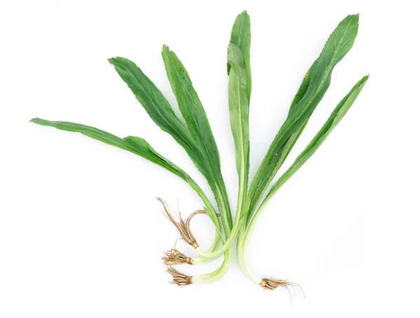 Beyaz arka plan üzerinde Tay testere dişi kişniş