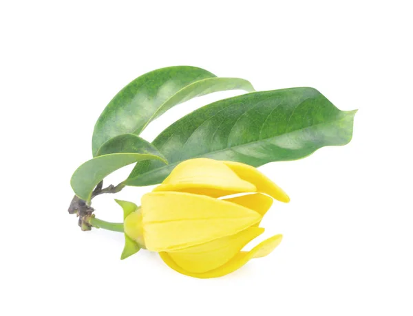 依兰花 白色背景上的黄色香花 — 图库照片