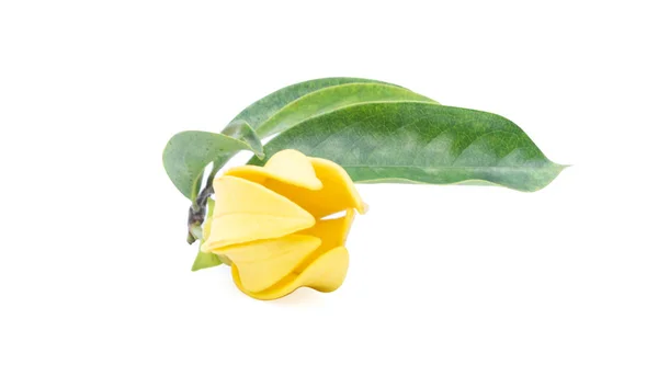 Ylang-Ylang çiçek, beyaz zemin üzerine sarı kokulu çiçek.
