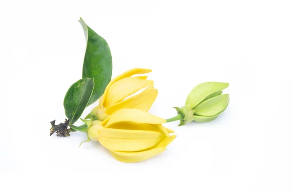 Ylang-Ylang çiçek, beyaz zemin üzerine sarı kokulu çiçek.