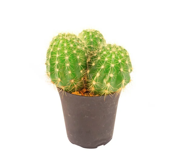 Mini Cactus Isolated White Background — Stock Photo, Image