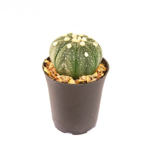 Mini Cactus Isolated White Background — Stock Photo, Image