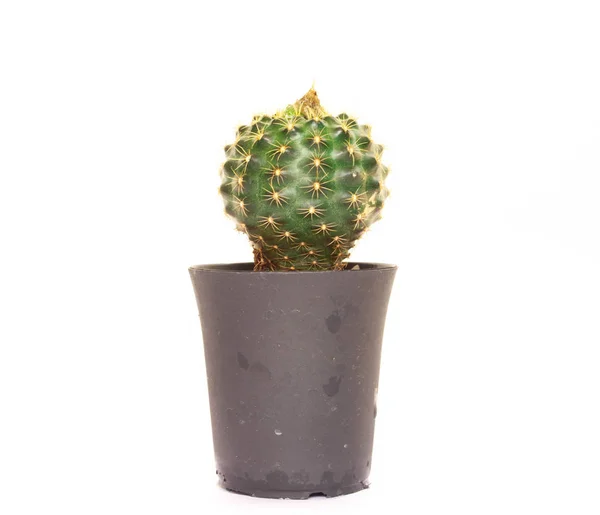 Mini Cactus Isolated White Background — Stock Photo, Image