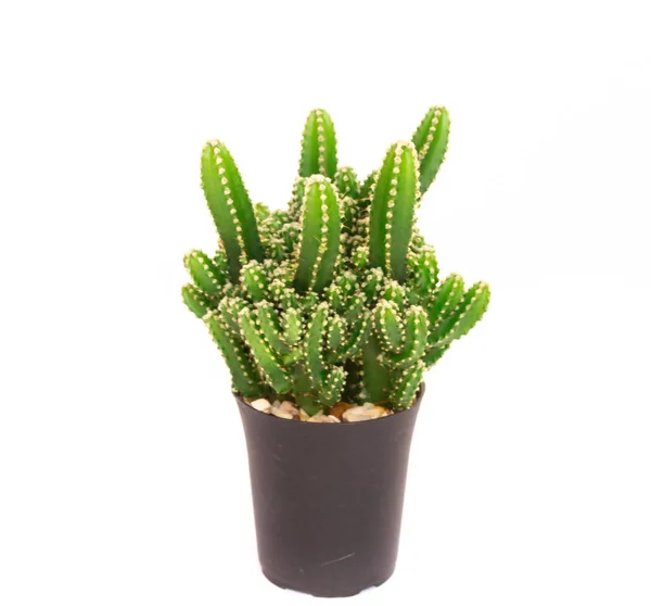 Mini Cactus Aislado Sobre Fondo Blanco —  Fotos de Stock