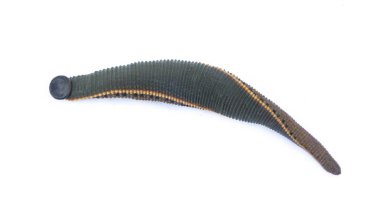 Beyaz arka plan üzerinde izole sülük