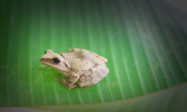 Kurbağa, Polypedates leucomystax, polypedates maculatus muz yaprak üzerinde görüntü.