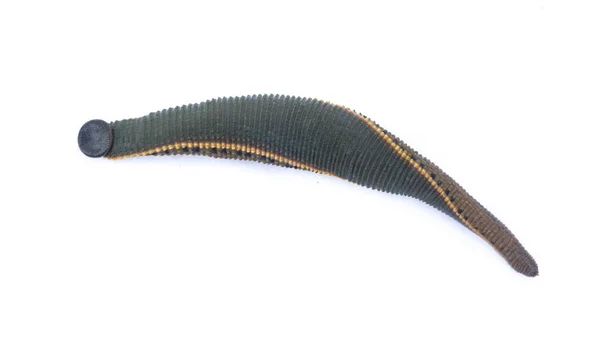 Beyaz arka plan üzerinde izole sülük