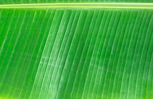 closeup texture of green banana leaf