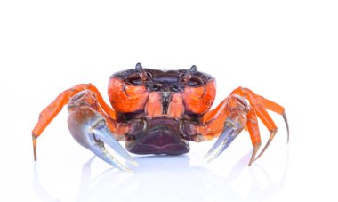 Beyaz arka plan üzerinde izole güzel kırmızı yengeç.