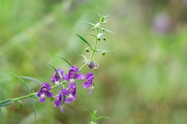 Angelonia goyazensis Benth. ya da Tay unutma.