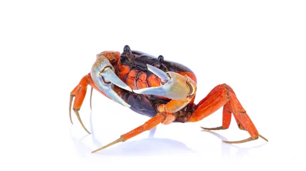 Caranguejo Vermelho Bonito Isolado Fundo Branco — Fotografia de Stock